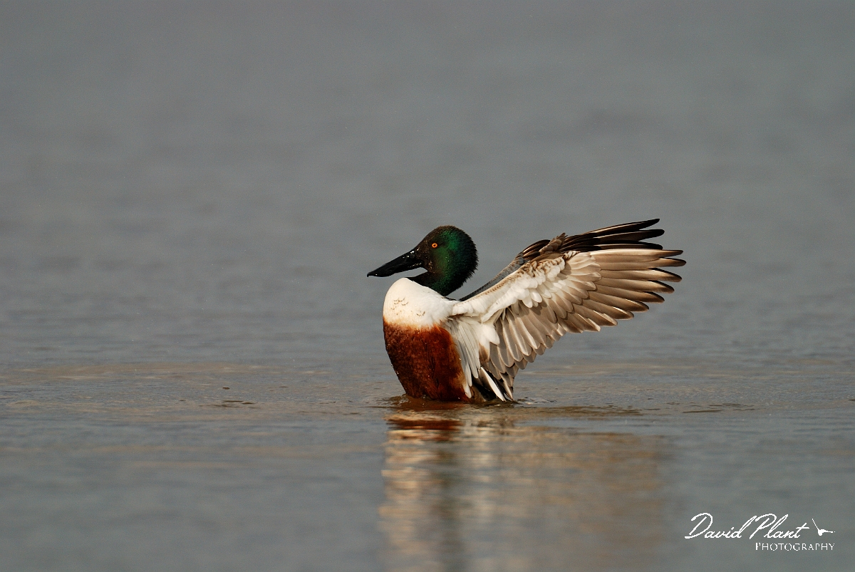 David Plant Photography - Wildlife Photographer - Shoveler male - D.jpg - Shoveler, male with wings spread - Slimbridge